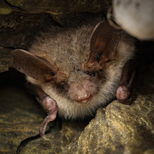 Bechsteinfledermaus